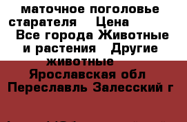 маточное поголовье старателя  › Цена ­ 2 300 - Все города Животные и растения » Другие животные   . Ярославская обл.,Переславль-Залесский г.